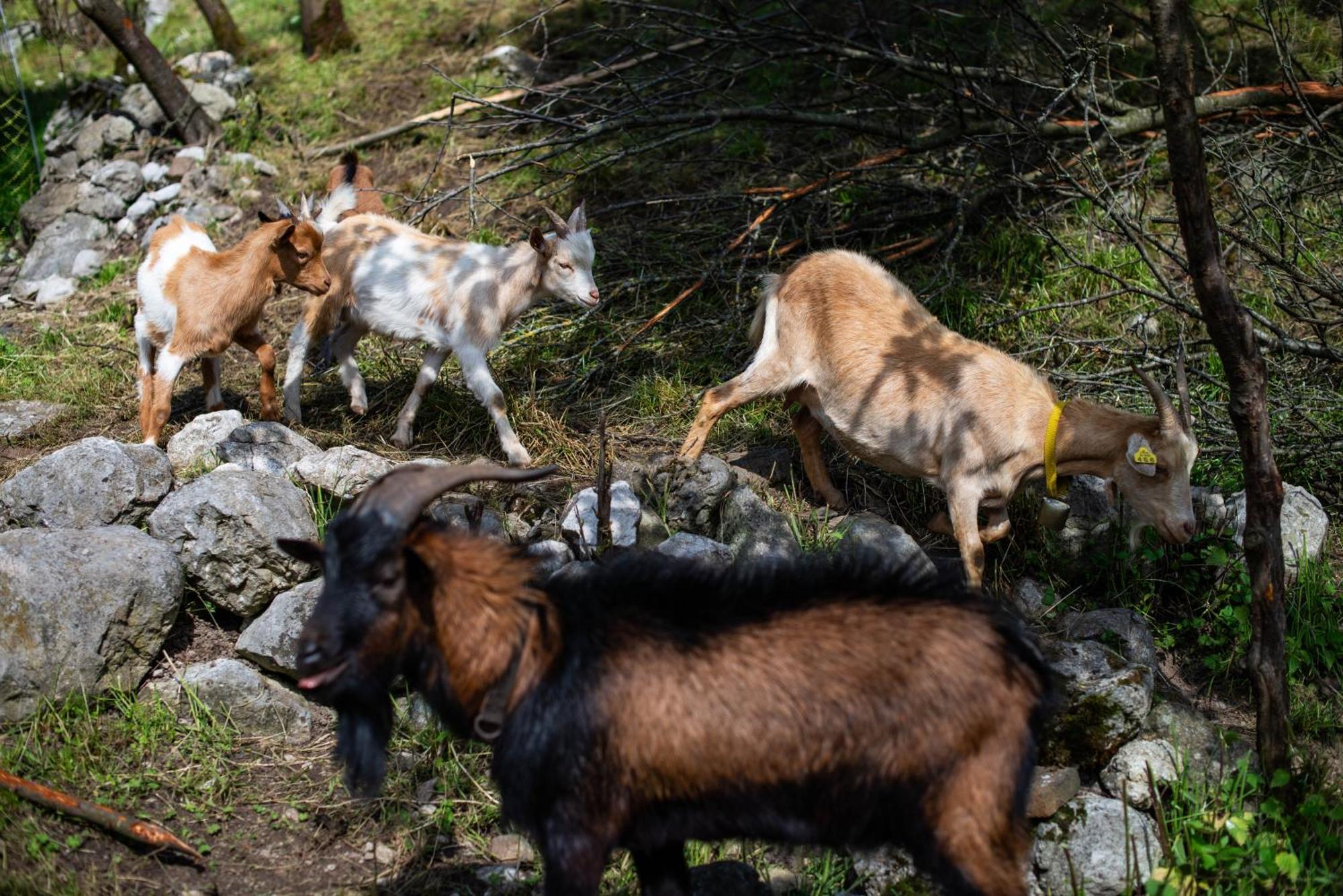 Turisticna Kmetija Grabnar Villa Bled Bagian luar foto